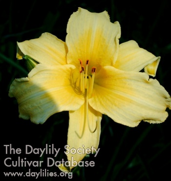 Daylily Carriage Trade